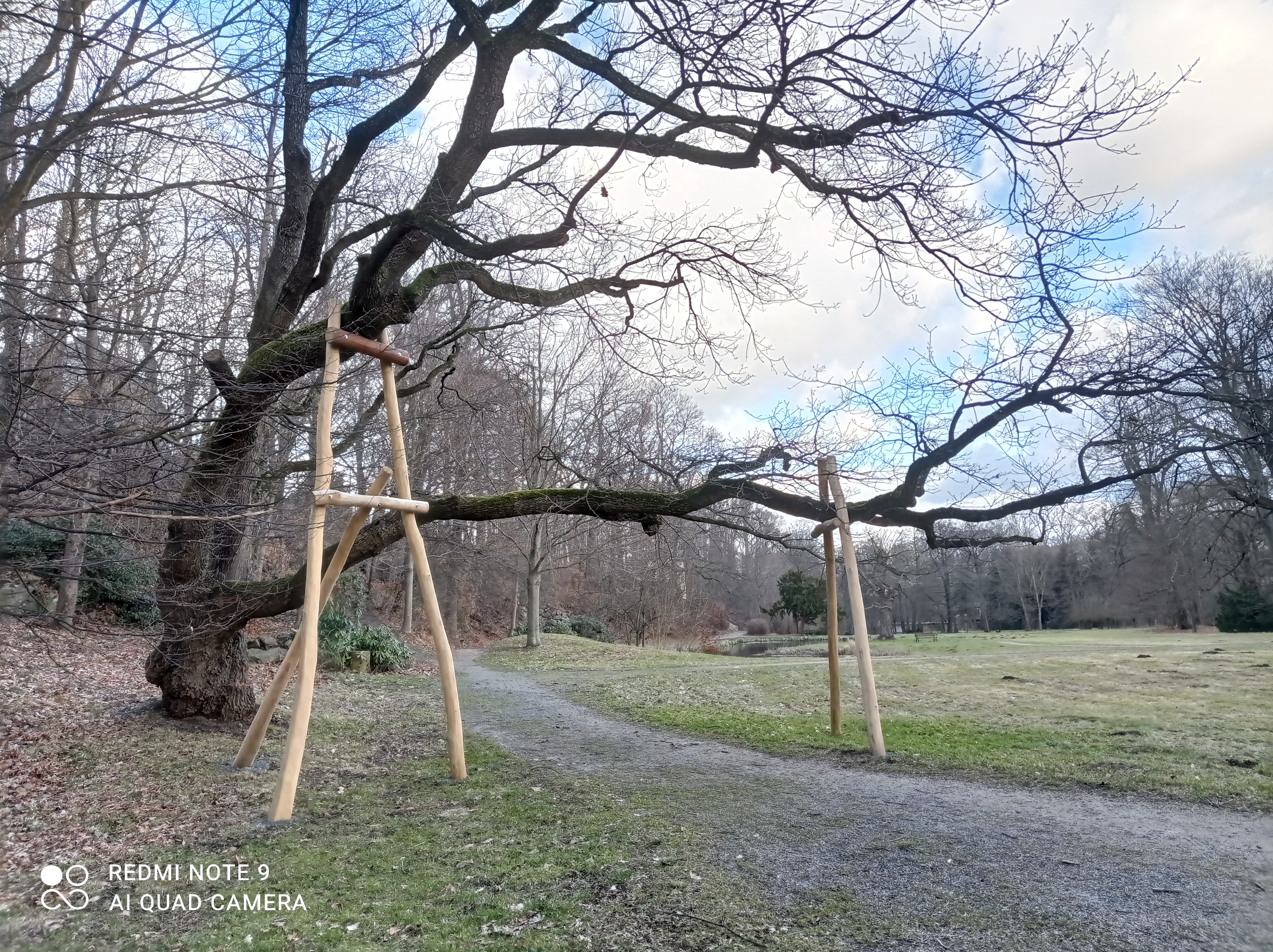 Aststützen an einer Eiche im Schlosspark