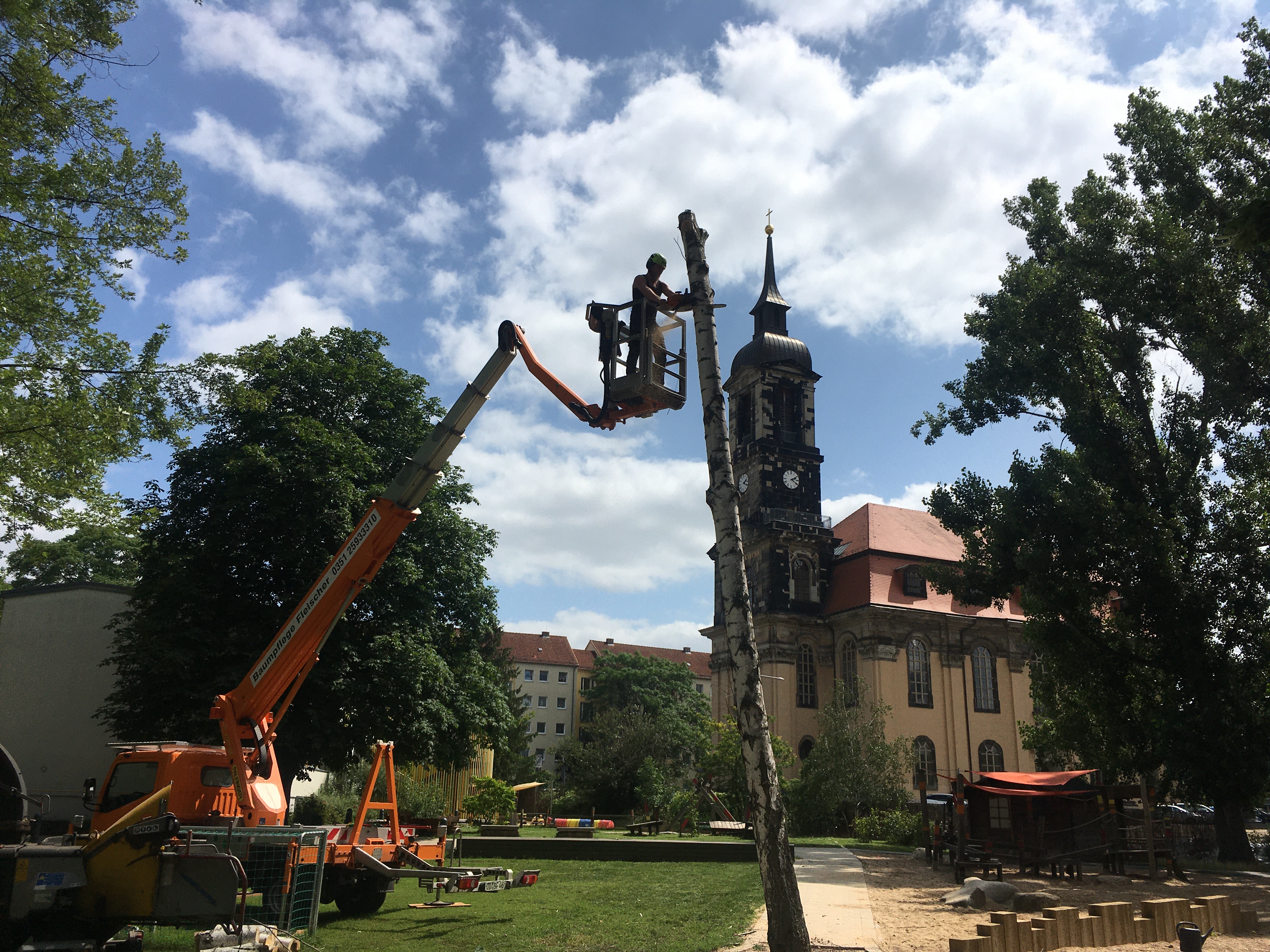 Fällung einer abgestorbenen Birke