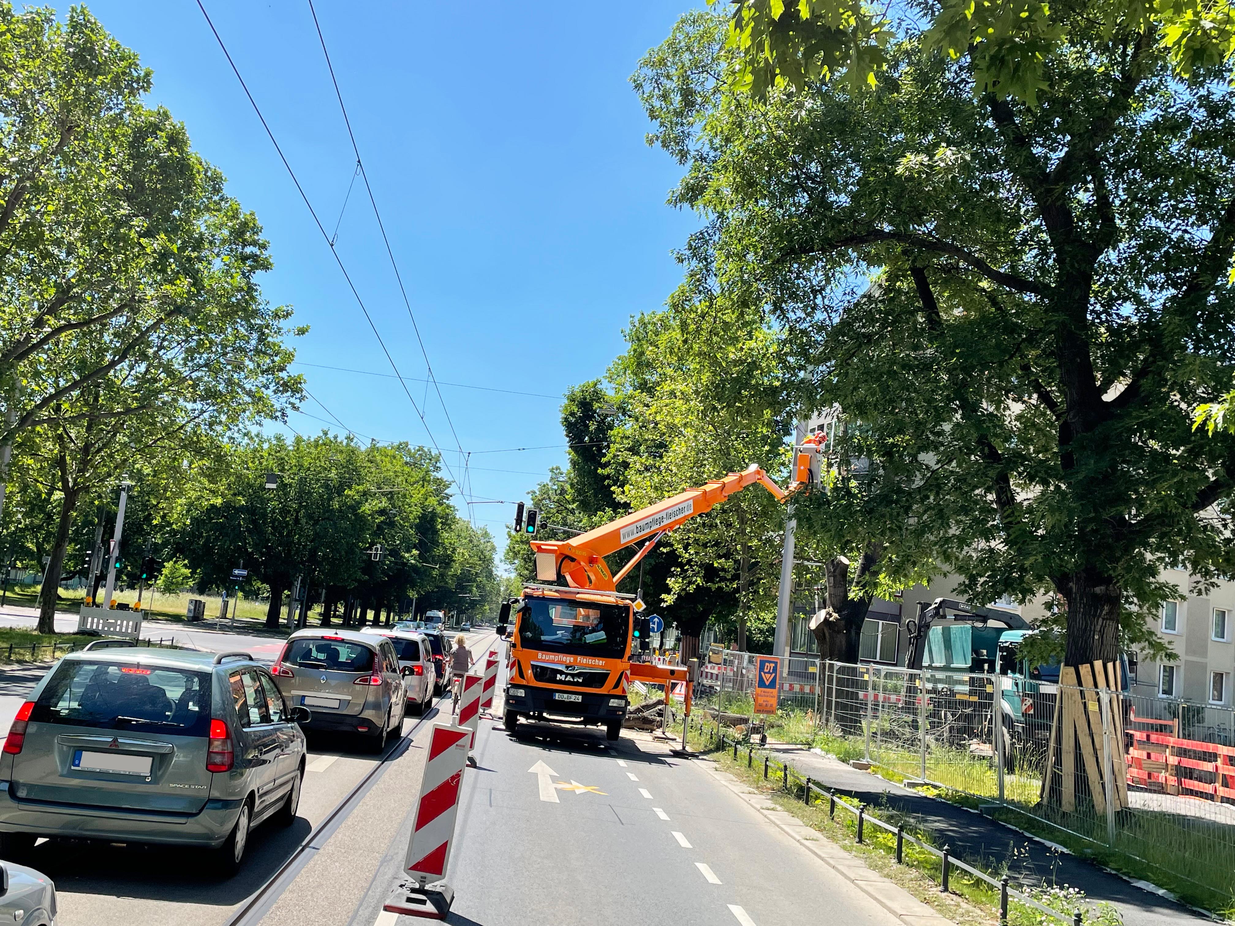 Straßenbaumpflege auf der Fetscherstraße