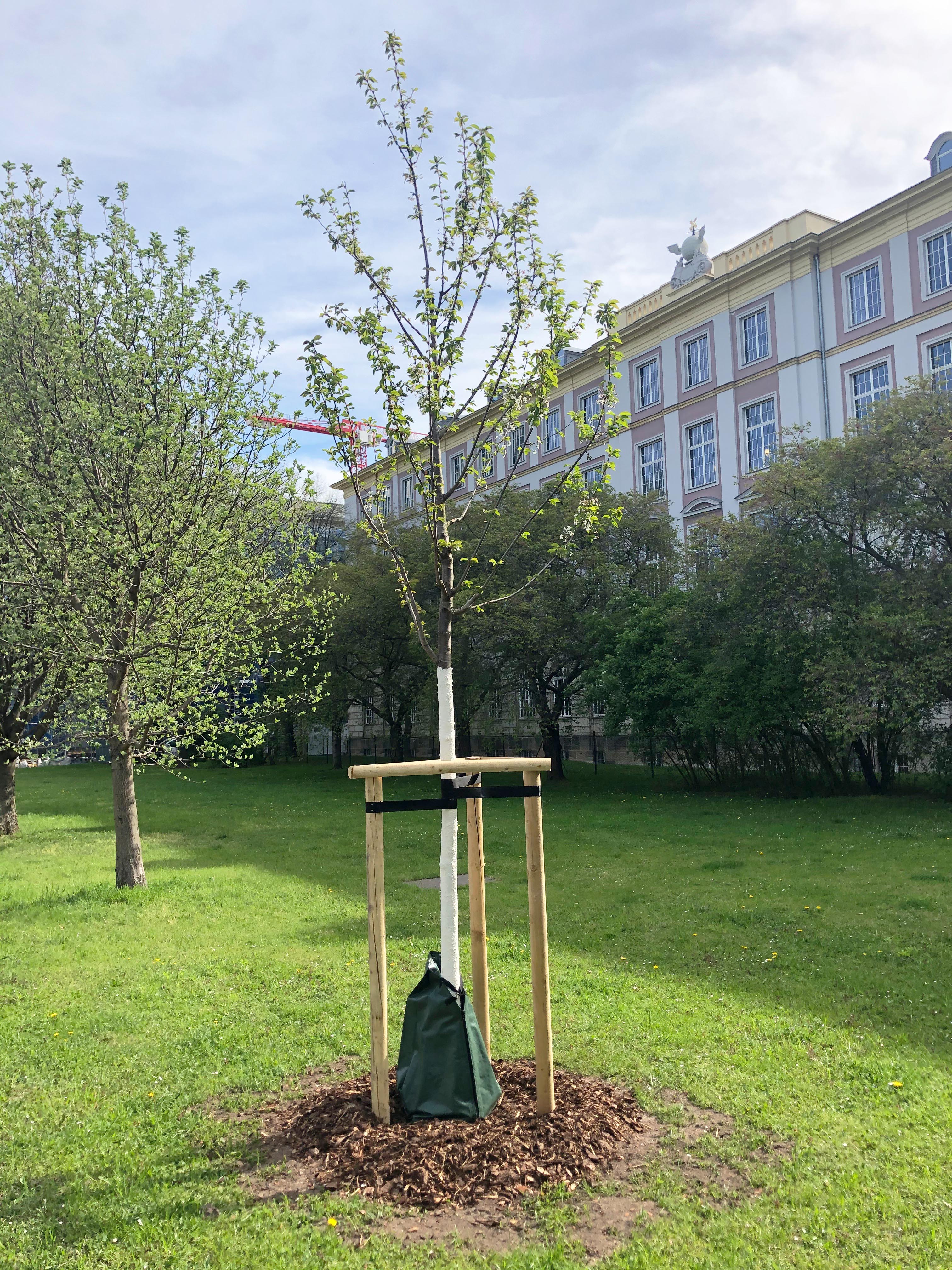 Baumpflanzung Friedrich-List-Platz, Dresden