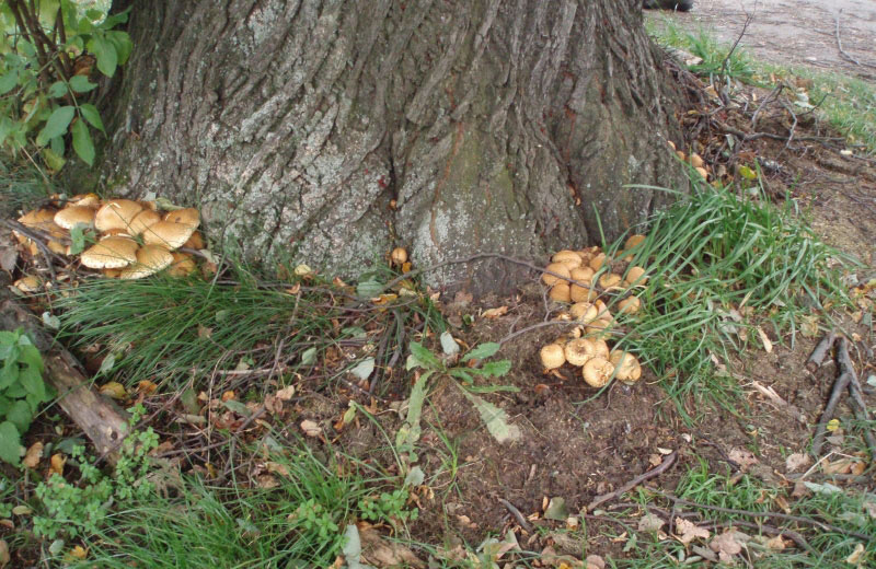 Bestimmung Baumpilzbefall hier Hallimasch