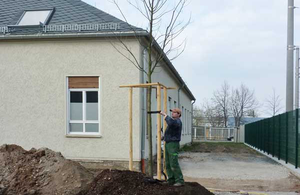 Straßenbaumpflanzung Firmengelände Neugestaltung